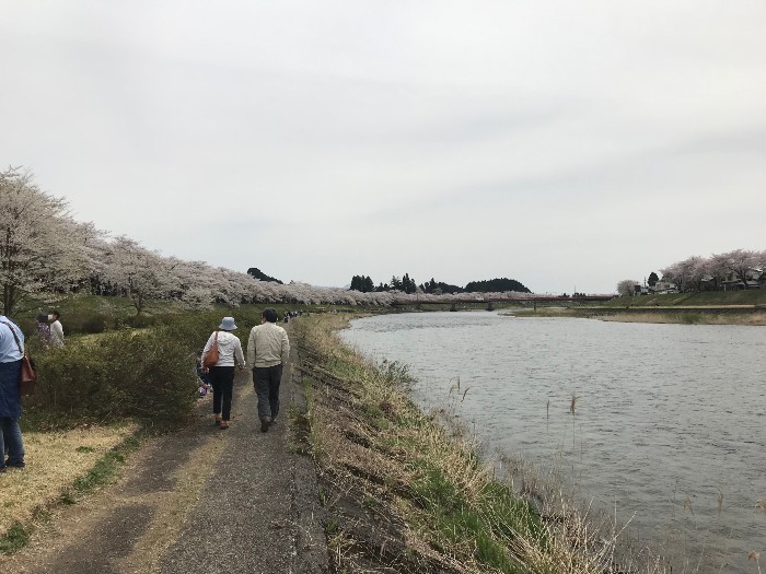 Hinokunai River side cherry trees in full bloom