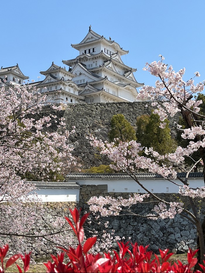 Stunning sakura shots of the castle!