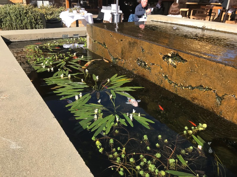 Koi Pond provides a bit of ambience for the folks seated at the outside tables.