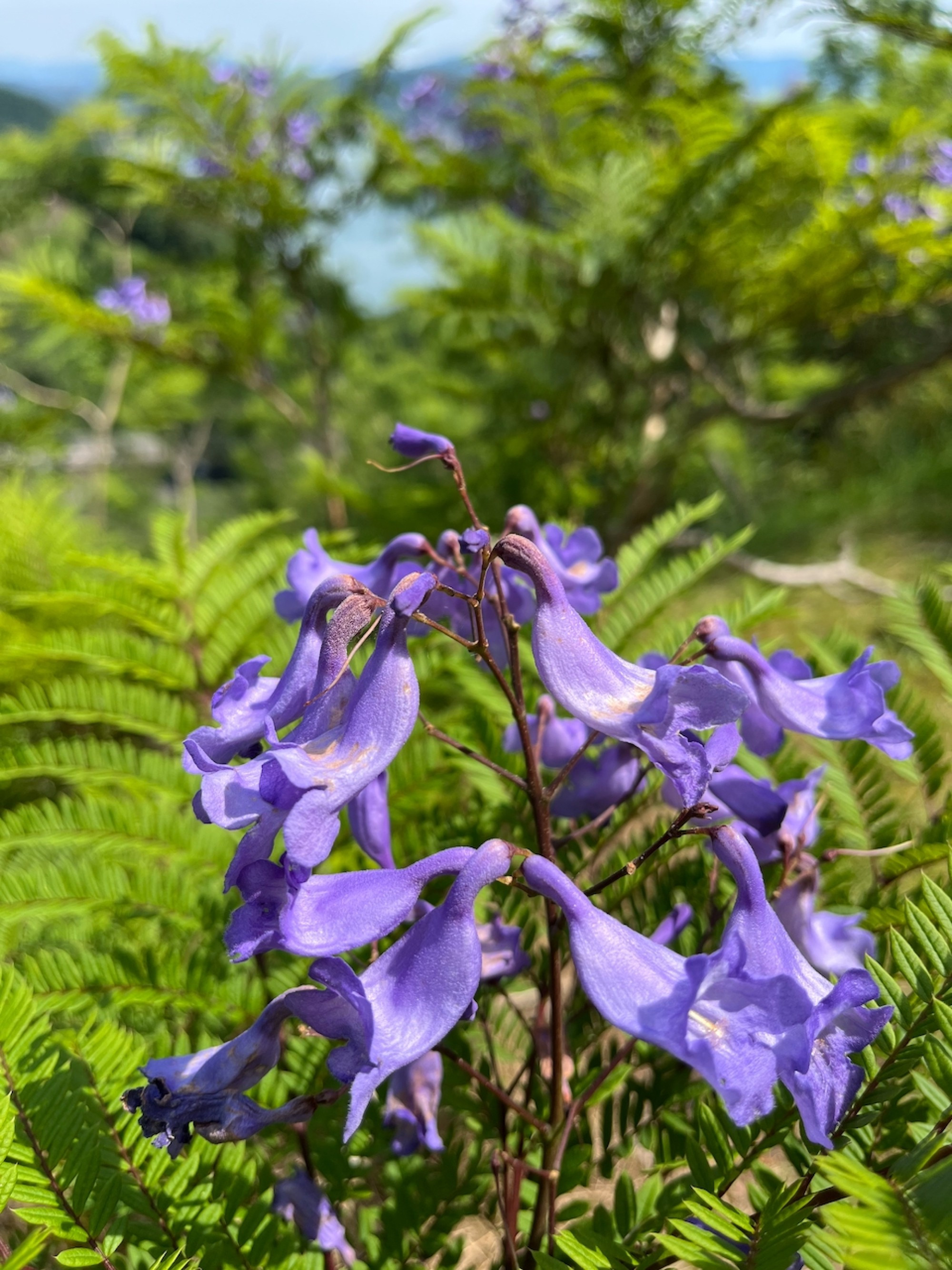 Jacaranda flowers up close - striking how bright purple they are.
