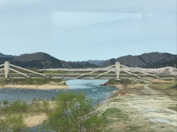 Sakura in the distance beyond the bridge of the Hinokinai River