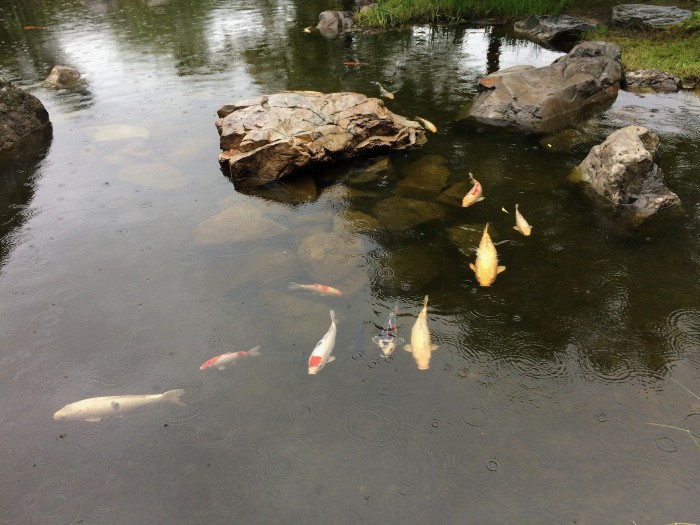 There is a stream and koi pond in the park too!