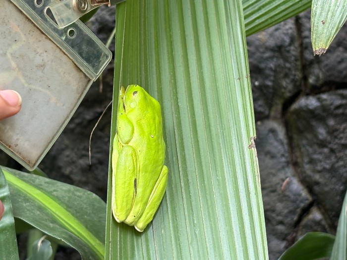 Green frog clearly does not want to be disturbed