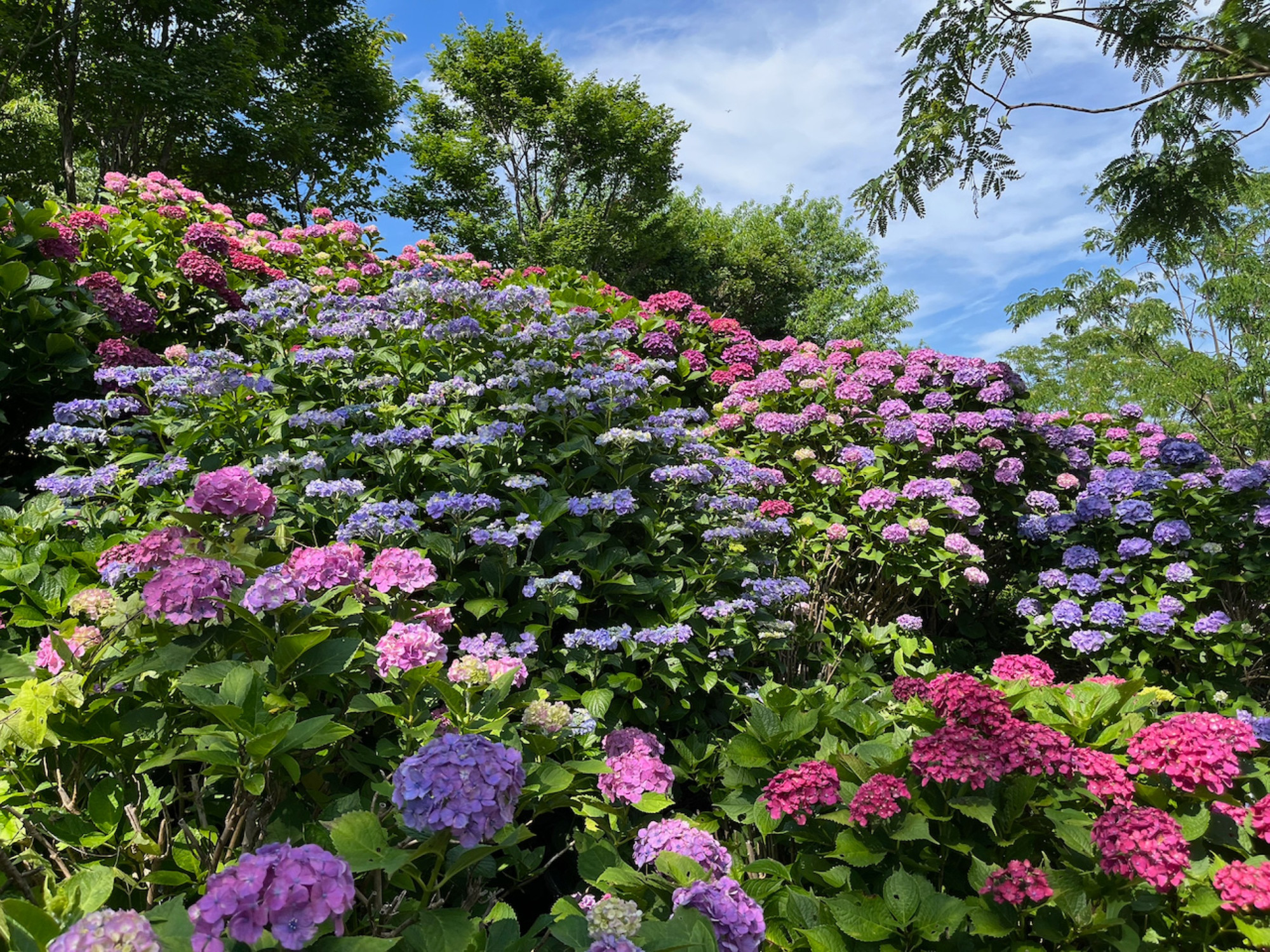 Hydrangea hillside
