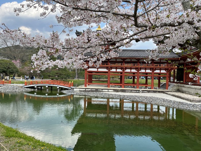 Cherry Blossoms over the pond, with Phoenix Hall