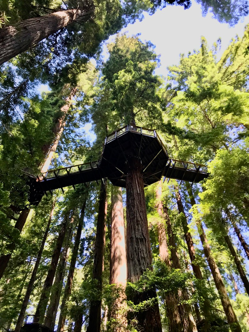 Tree top walkways in Sequoia Park