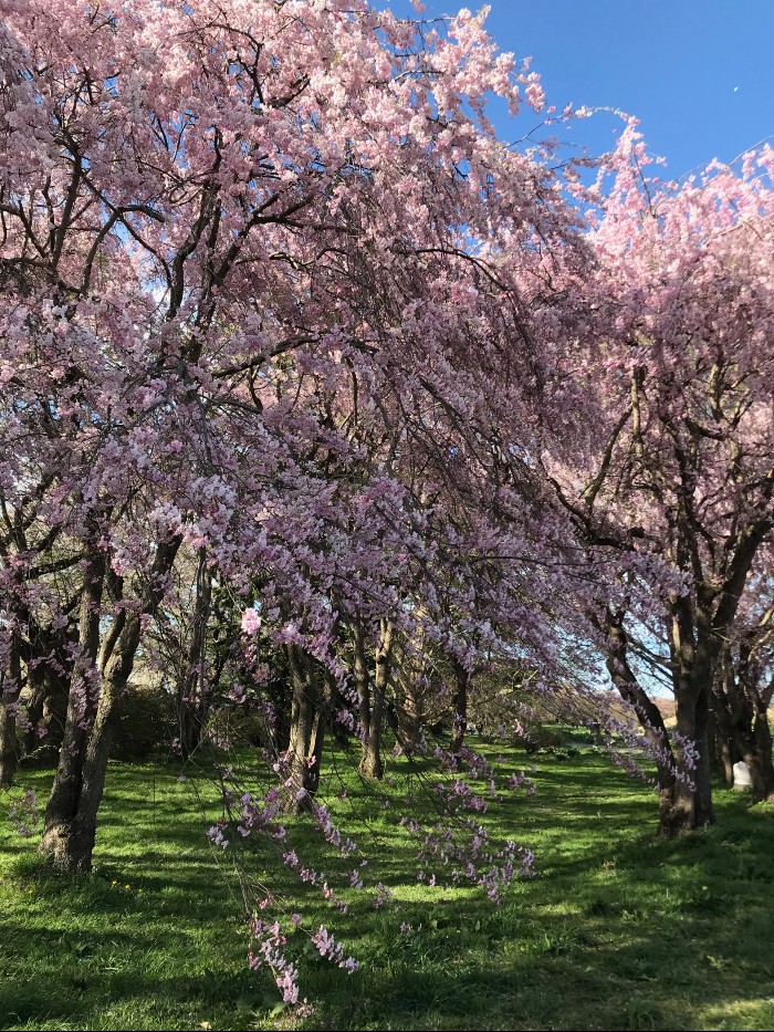 Sakura, the pink ones!