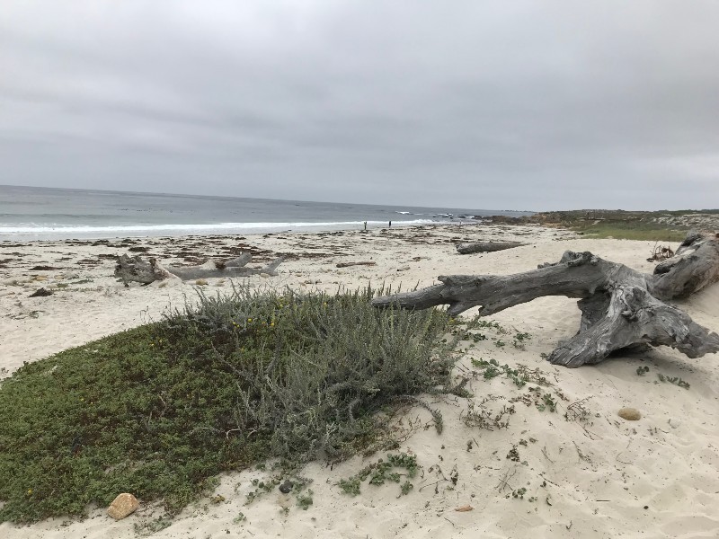 Moss Beach