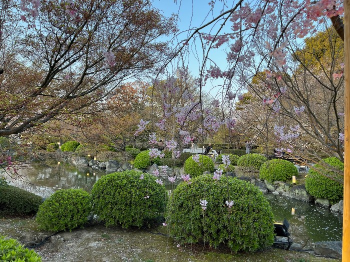 Beautiful sakura and ponds make for lovely views.
