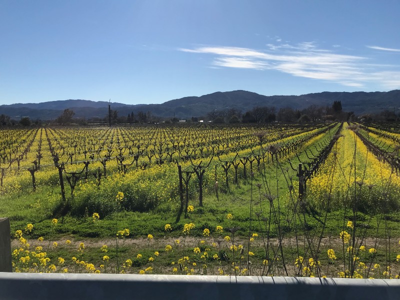 Wine Country Vines in Winter
